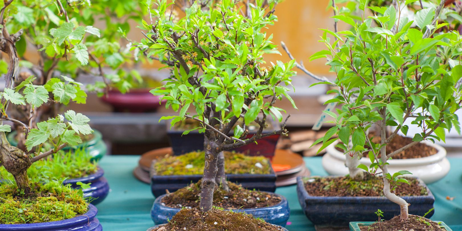 Choosing the Perfect Bonsai Tree as a Gift: A Unique and Meaningful Present hero image