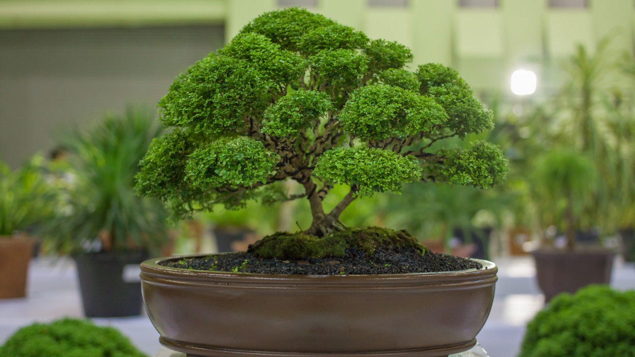 Indoor vs. Outdoor Bonsai Trees: Which One is Right for You? hero image