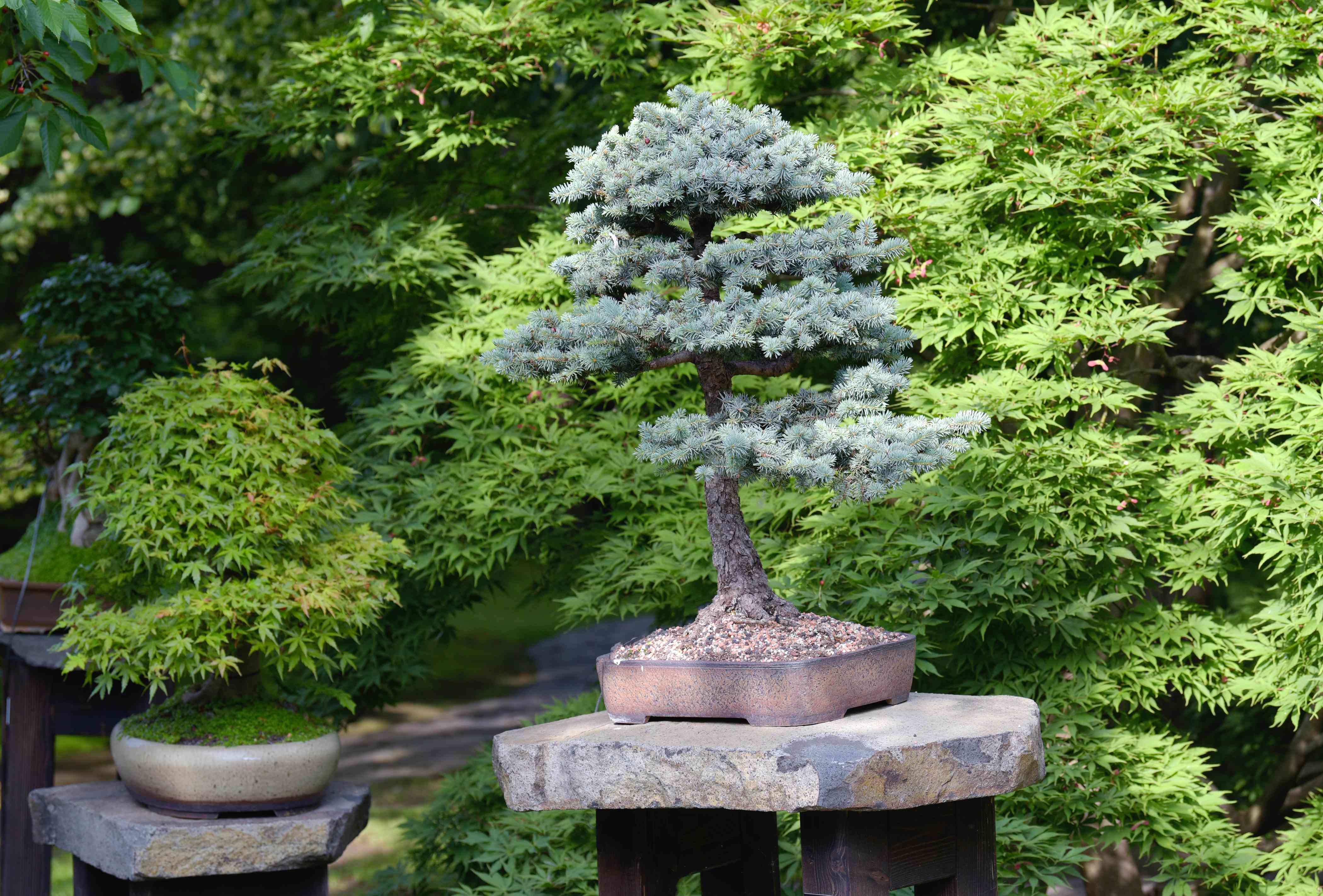 The Best Bonsai Trees for Small Spaces: Perfect Picks for Apartments & Offices hero image