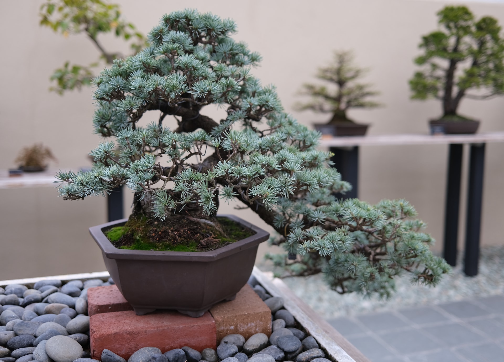 Top 5 Mistakes Beginners Make with Bonsai Trees (And How to Avoid Them!) hero image