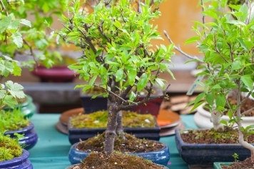 Choosing the Perfect Bonsai Tree as a Gift: A Unique and Meaningful Present main image