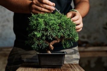 How to Shape and Train Your Bonsai Like a Pro main image