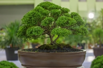 Indoor vs. Outdoor Bonsai Trees: Which One is Right for You? main image
