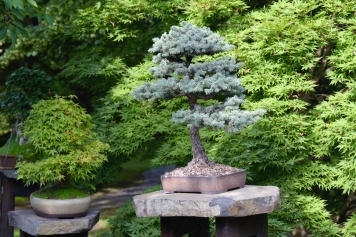 The Best Bonsai Trees for Small Spaces: Perfect Picks for Apartments & Offices main image