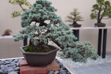 blog image Top 5 Mistakes Beginners Make with Bonsai Trees (And How to Avoid Them!)