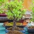 Choosing the Perfect Bonsai Tree as a Gift: A Unique and Meaningful Present related image