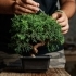 How to Shape and Train Your Bonsai Like a Pro sidebar image