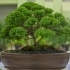 Indoor vs. Outdoor Bonsai Trees: Which One is Right for You? related image