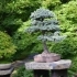 The Best Bonsai Trees for Small Spaces: Perfect Picks for Apartments & Offices sidebar image
