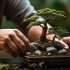 The Ultimate Beginner’s Guide to Bonsai Trees: Everything You Need to Know sidebar image