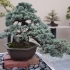 Top 5 Mistakes Beginners Make with Bonsai Trees (And How to Avoid Them!) sidebar image